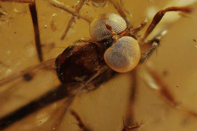 N°12    Les yeux de la libellule ne font qu'un millimétre de diamètre dans la pièce !