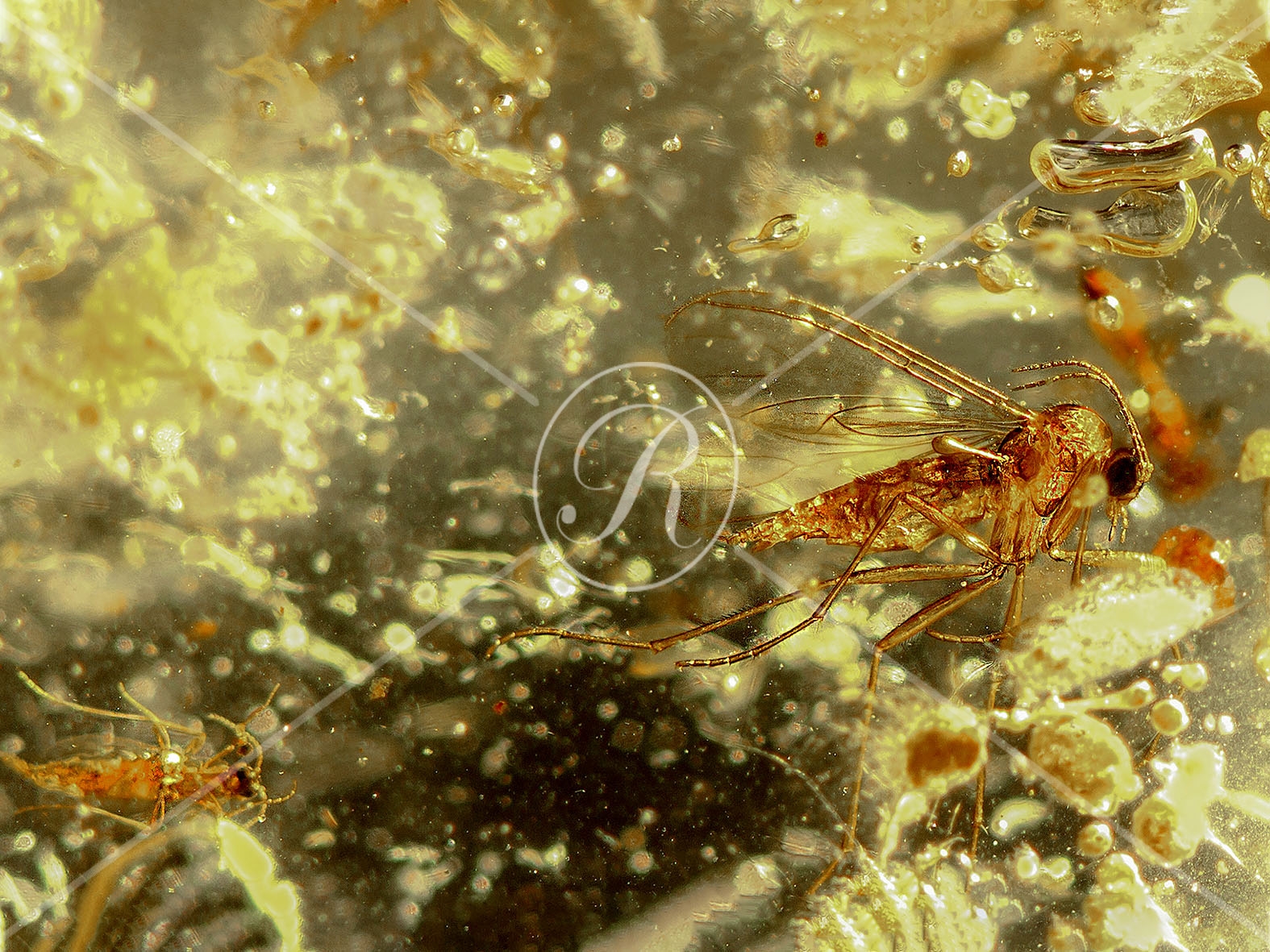 Watermark_205_N18.jpg